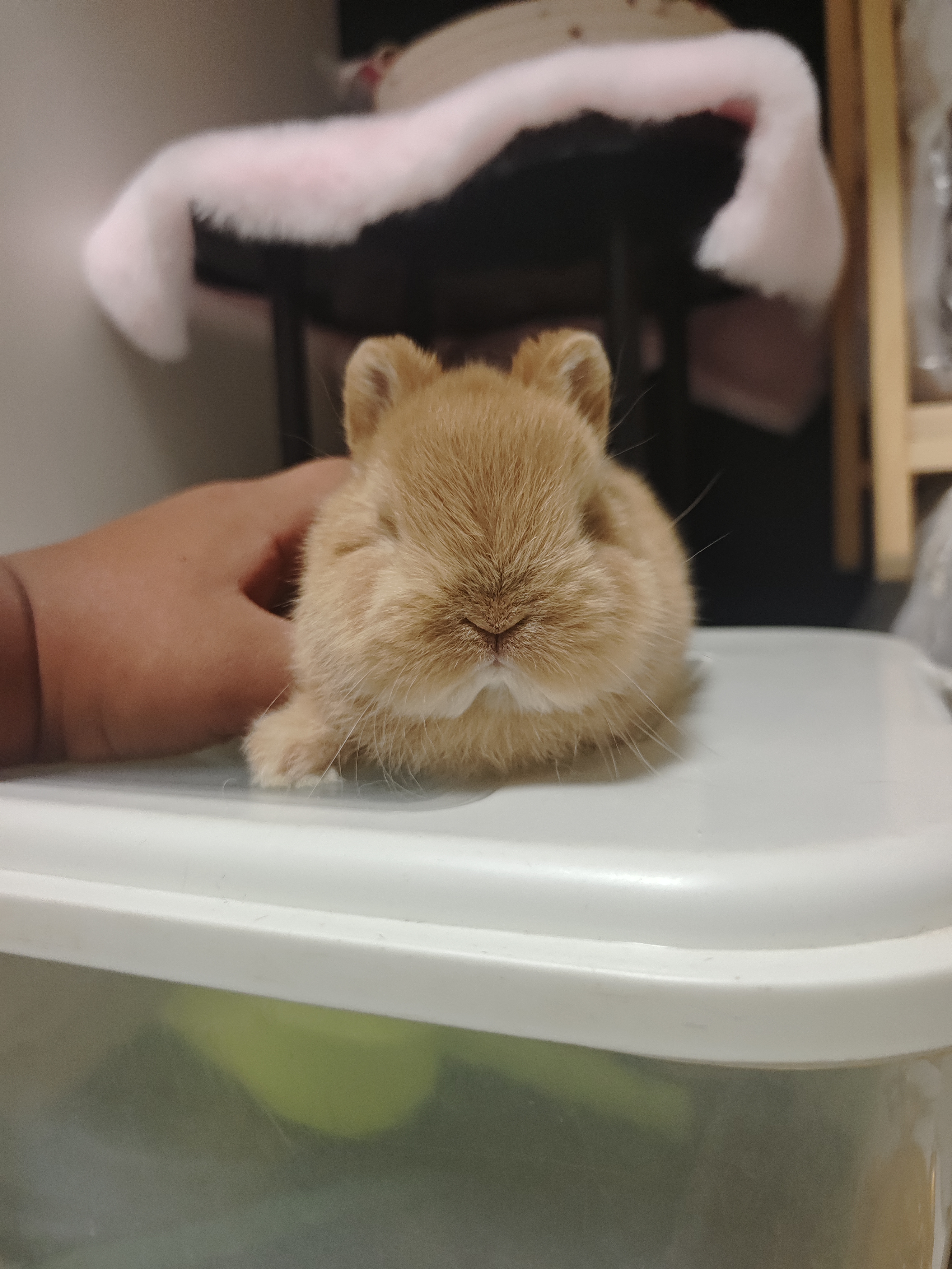 极品双血熊里熊气侏儒兔妹妹